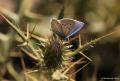 Polyommatus cyaneus (Çokgözlü Siyanmavisi)